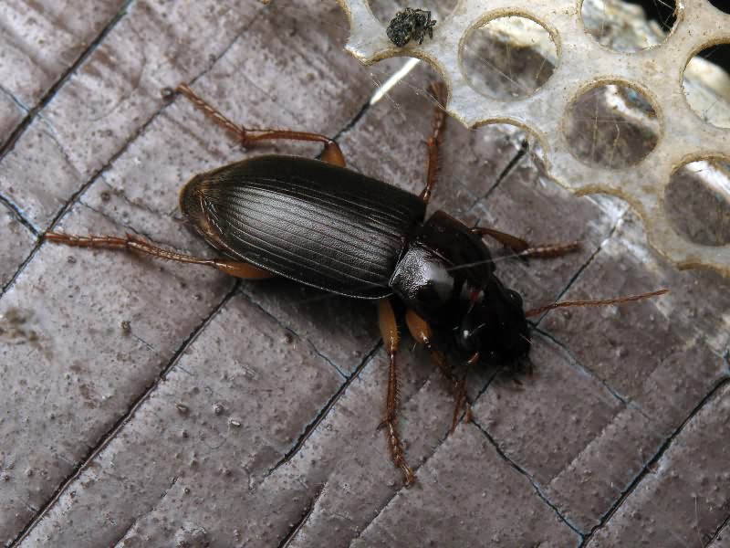 Pseudoophonus rufipes (De Geer, 1774)